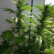 Blue Bullet Auto im Regal