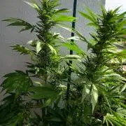 Blue Bullet Auto im Regal