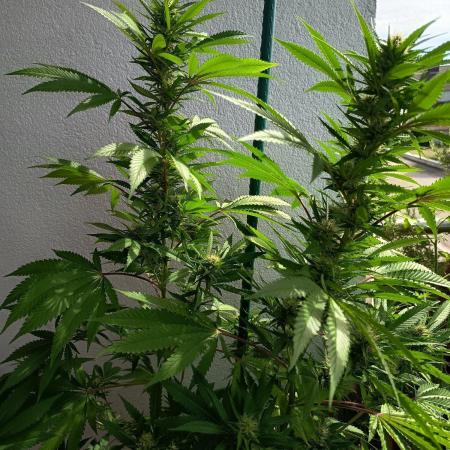 Blue Bullet Auto im Regal