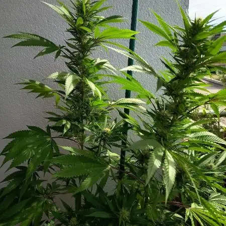 Blue Bullet Auto im Regal