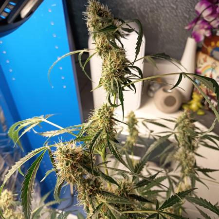 Jack Herer Auto - Im Regal