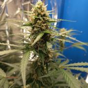 Purple Skunk Auto im Regal