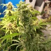 Blueberry Candiez Auto - Im Regal