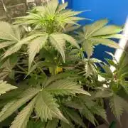 Tropicana Cherry XL Auto im Regal