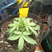 Purple Skunk Auto im Regal