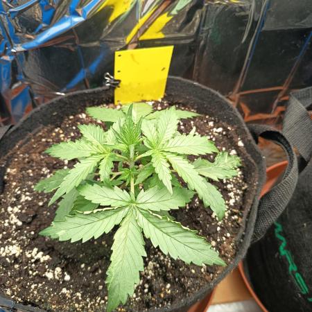 Purple Skunk Auto im Regal