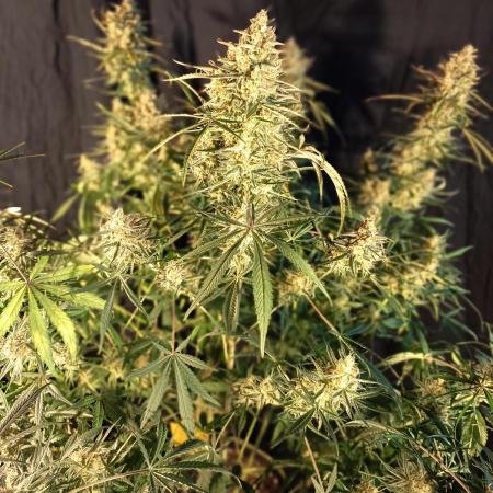 Caramel Auto im Regal