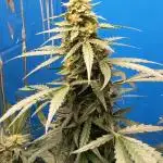 CBD Fix Auto - im Regal