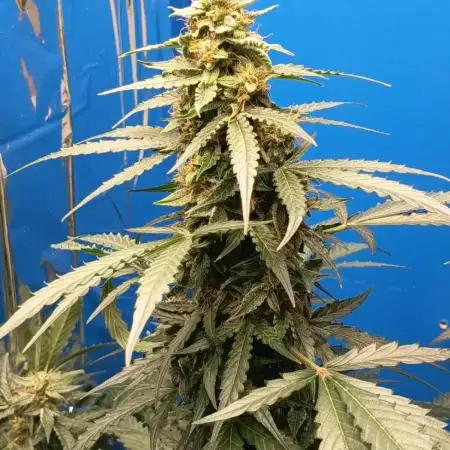 CBD Fix Auto - im Regal