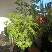 Blue Bullet Auto im Regal