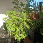 Blue Bullet Auto im Regal