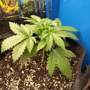 Blue Bullet Auto im Regal