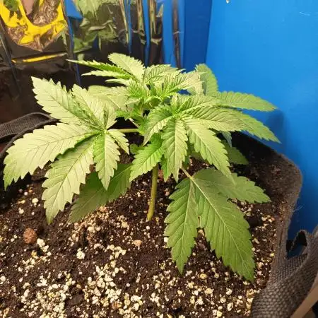 Blue Bullet Auto im Regal