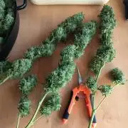 Blue Bullet Auto im Regal