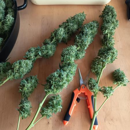 Blue Bullet Auto im Regal