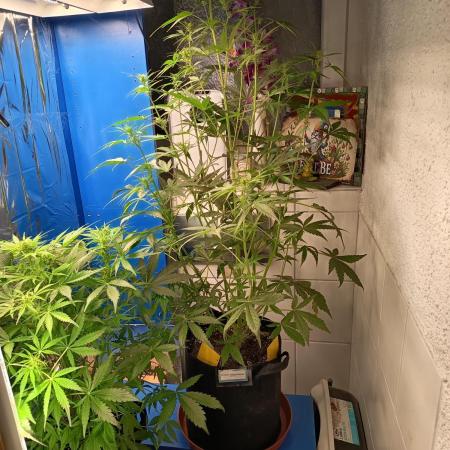 Blueberry Candiez Auto - Im Regal