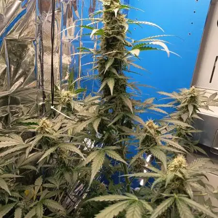 CBD Fix Auto - im Regal