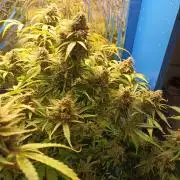 Afghan Pearl CBD Auto - Im Regal