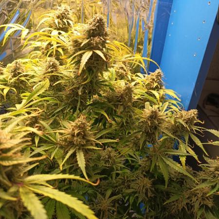 Afghan Pearl CBD Auto - Im Regal