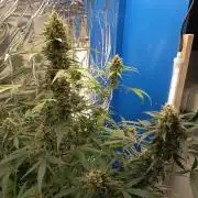 Purple Skunk Auto im Regal