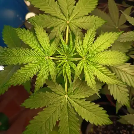 Jack Herer Auto - Im Regal