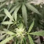 Jack Herer Auto - Im Regal