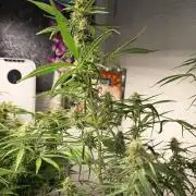 Blueberry Candiez Auto - Im Regal