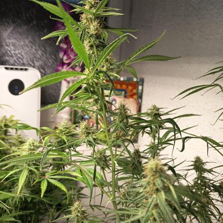 Blueberry Candiez Auto - Im Regal