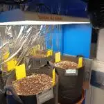 Afghan Pearl CBD Auto - Im Regal