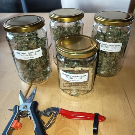 Jack Herer Auto - Im Regal