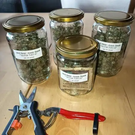 Jack Herer Auto - Im Regal
