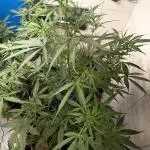 Jack Herer Auto - Im Regal