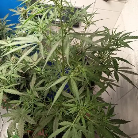 Jack Herer Auto - Im Regal