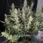 Wurlz f1 hybrid