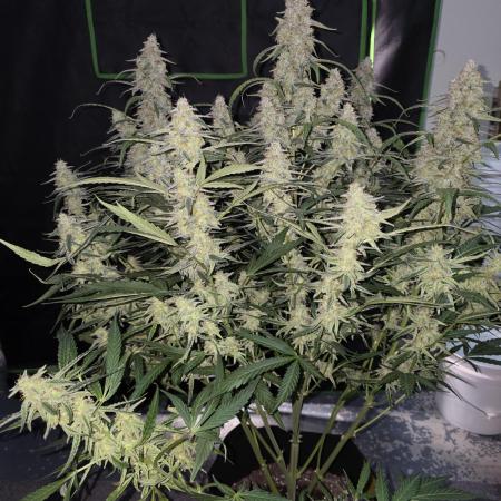 Wurlz f1 hybrid