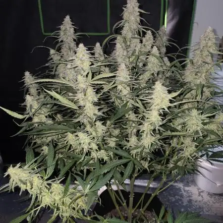 Wurlz f1 hybrid