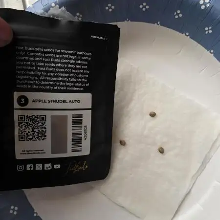 Apple Strudel Auto