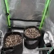 4 Assed monkey in Coco Coir