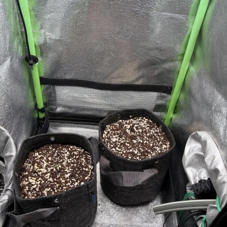 4 Assed monkey in Coco Coir