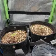 4 Assed monkey in Coco Coir