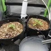 4 Assed monkey in Coco Coir