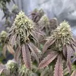 Black Cherry Gushers & Blue Dream - Barneys Farm