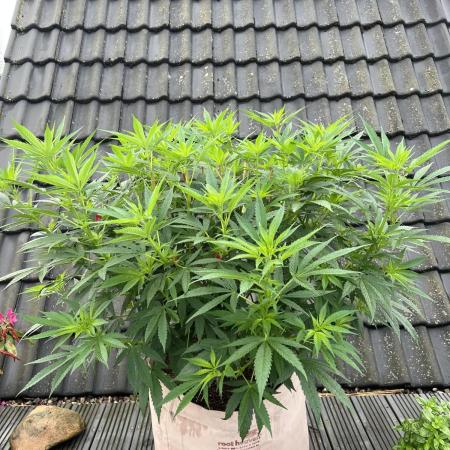 Outdoor GER/HH - Frisian Dew