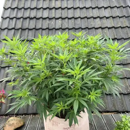 Outdoor GER/HH - Frisian Dew