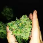 RQS Haze Auto
