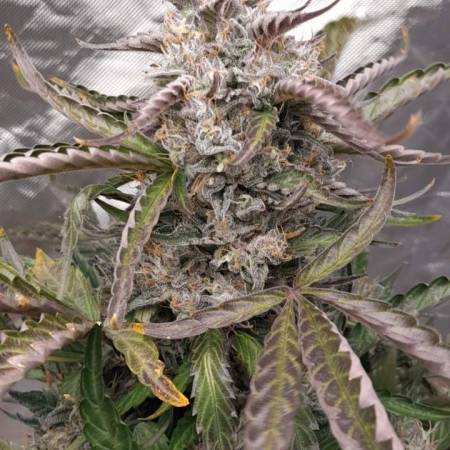ZS Girl Scout Cookies Auto /Viparspectra