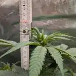 Jamaican Dream - Sprint Grow 2025