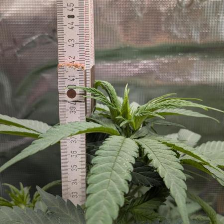 Jamaican Dream - Sprint Grow 2025