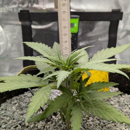Jamaican Dream - Sprint Grow 2025