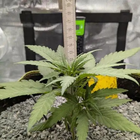 Jamaican Dream - Sprint Grow 2025